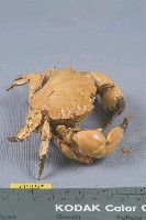 繡花脊熟若蟹藏品圖，第5張